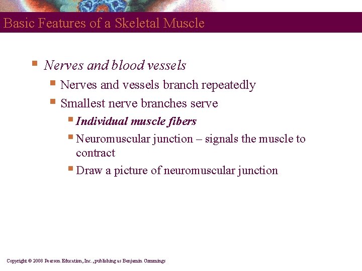 Basic Features of a Skeletal Muscle § Nerves and blood vessels § Nerves and