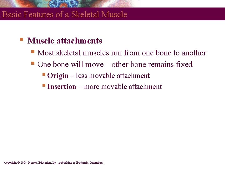 Basic Features of a Skeletal Muscle § Muscle attachments § Most skeletal muscles run