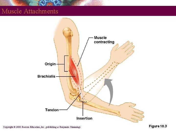 Muscle Attachments Copyright © 2008 Pearson Education, Inc. , publishing as Benjamin Cummings Figure