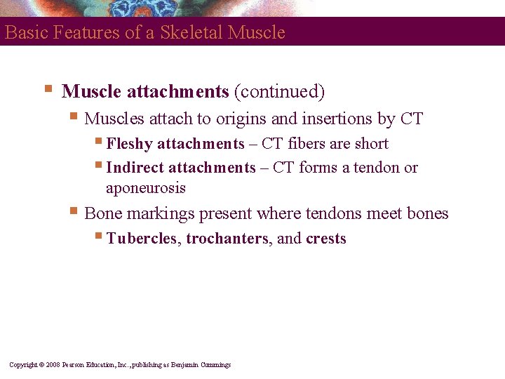 Basic Features of a Skeletal Muscle § Muscle attachments (continued) § Muscles attach to