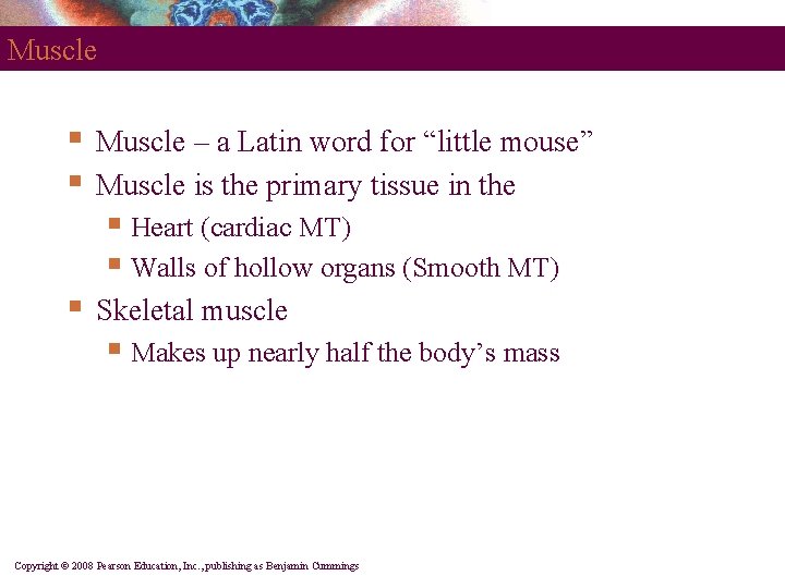 Muscle § § Muscle – a Latin word for “little mouse” Muscle is the