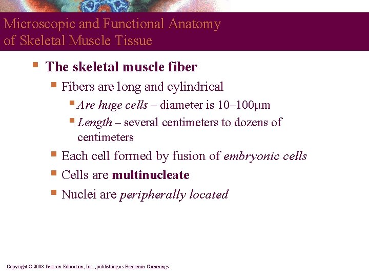 Microscopic and Functional Anatomy of Skeletal Muscle Tissue § The skeletal muscle fiber §