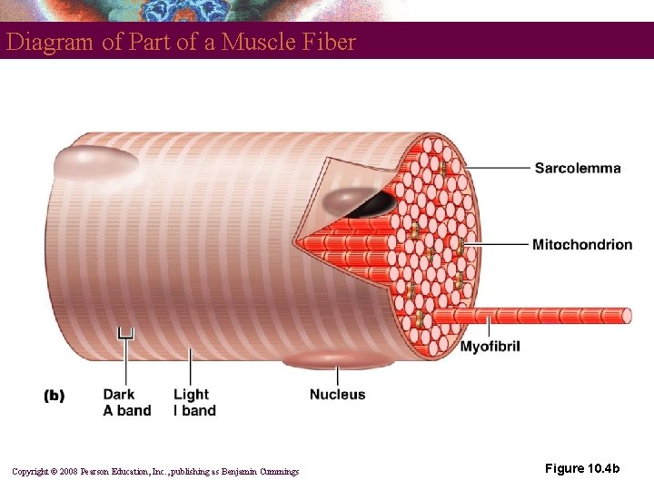 Diagram of Part of a Muscle Fiber Copyright © 2008 Pearson Education, Inc. ,