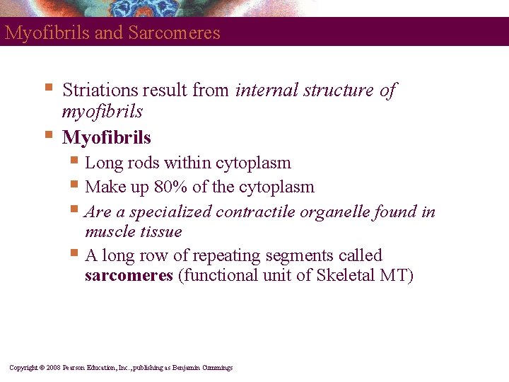 Myofibrils and Sarcomeres § § Striations result from internal structure of myofibrils Myofibrils §