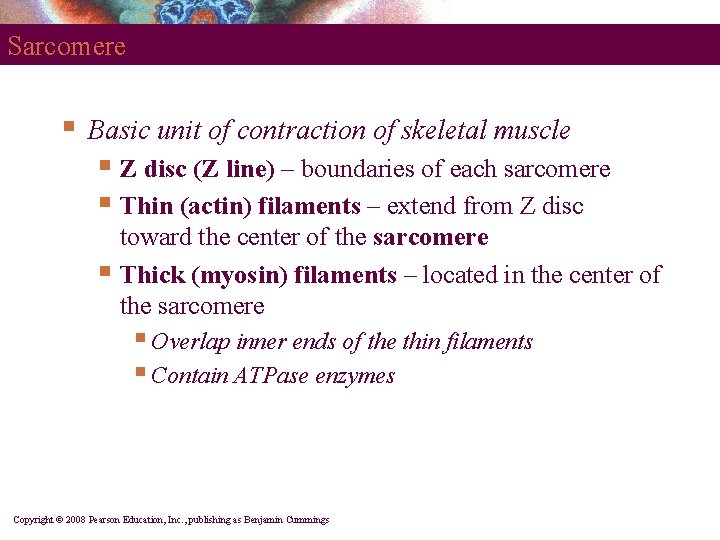 Sarcomere § Basic unit of contraction of skeletal muscle § Z disc (Z line)