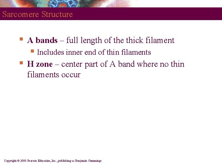 Sarcomere Structure § A bands – full length of the thick filament § Includes