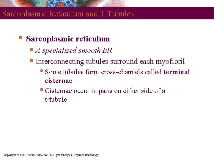 Sarcoplasmic Reticulum and T Tubules § Sarcoplasmic reticulum § A specialized smooth ER §