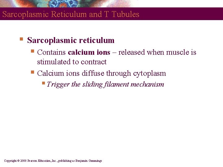 Sarcoplasmic Reticulum and T Tubules § Sarcoplasmic reticulum § Contains calcium ions – released