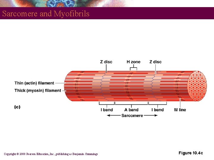 Sarcomere and Myofibrils Copyright © 2008 Pearson Education, Inc. , publishing as Benjamin Cummings