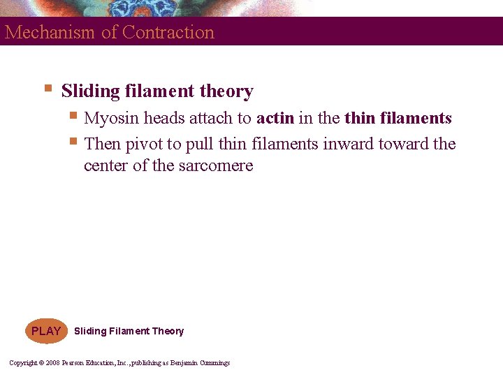 Mechanism of Contraction § Sliding filament theory § Myosin heads attach to actin in
