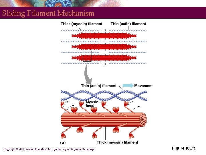 Sliding Filament Mechanism Copyright © 2008 Pearson Education, Inc. , publishing as Benjamin Cummings
