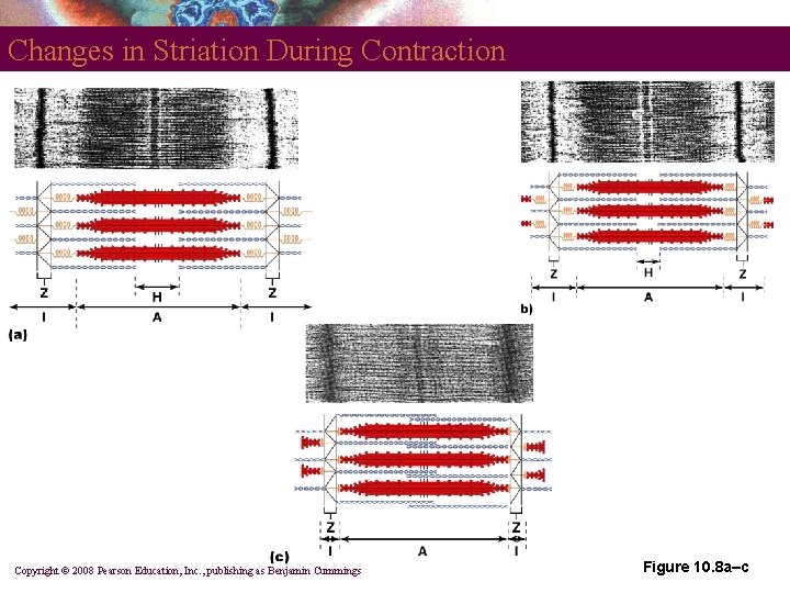 Changes in Striation During Contraction Copyright © 2008 Pearson Education, Inc. , publishing as