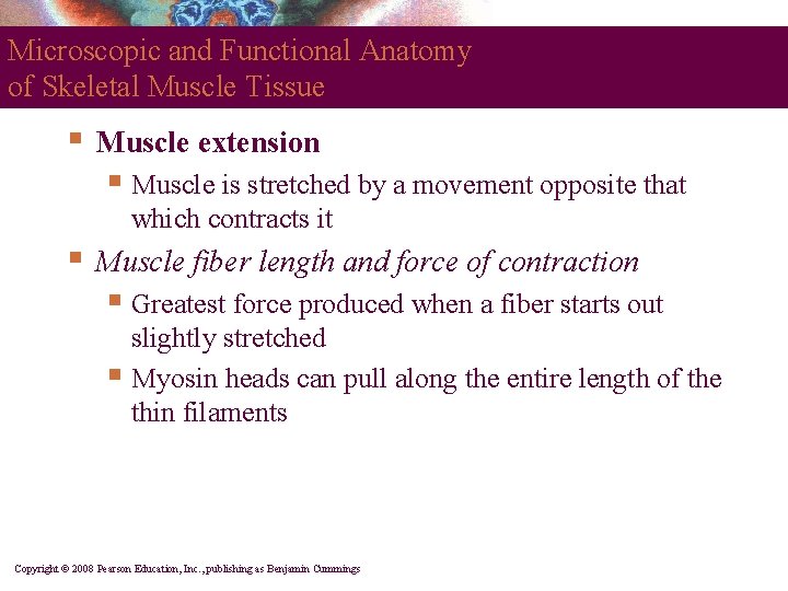 Microscopic and Functional Anatomy of Skeletal Muscle Tissue § Muscle extension § Muscle is