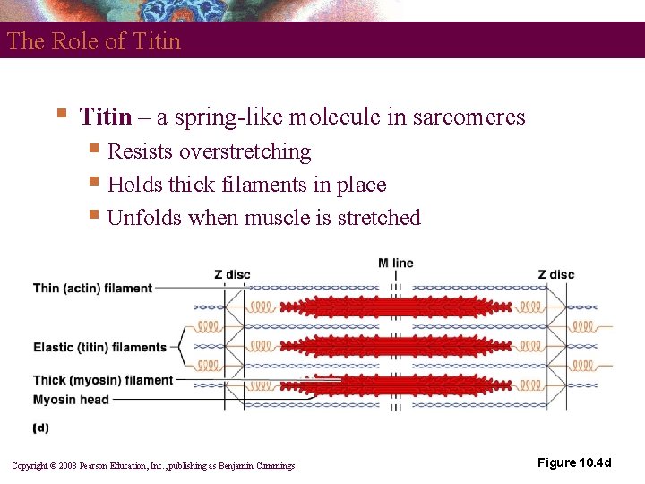 The Role of Titin § Titin – a spring-like molecule in sarcomeres § Resists