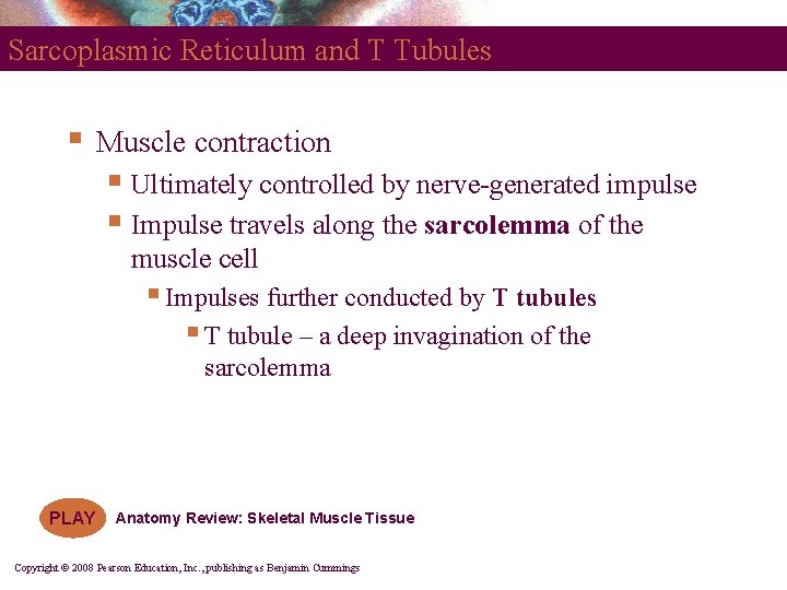 Sarcoplasmic Reticulum and T Tubules § Muscle contraction § Ultimately controlled by nerve-generated impulse Sarcoplasmic Reticulum and T Tubules § Muscle contraction § Ultimately controlled by nerve-generated impulse