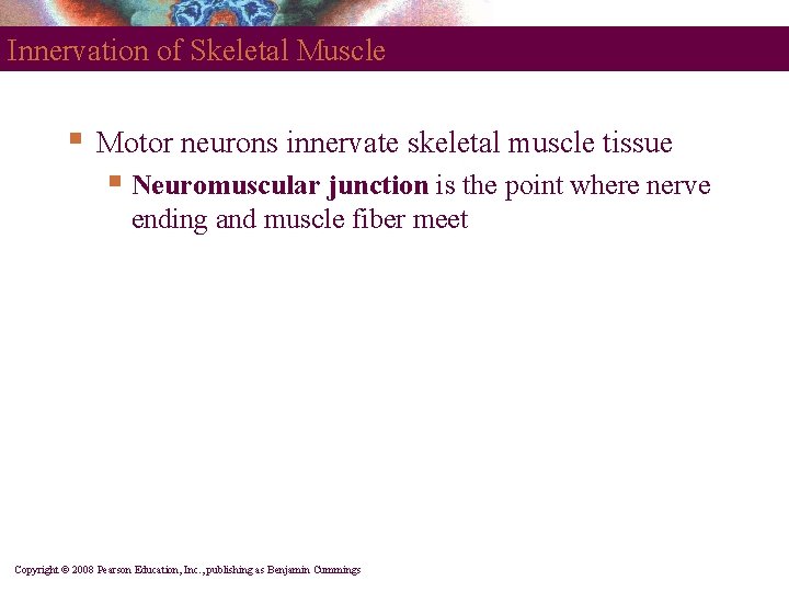 Innervation of Skeletal Muscle § Motor neurons innervate skeletal muscle tissue § Neuromuscular junction