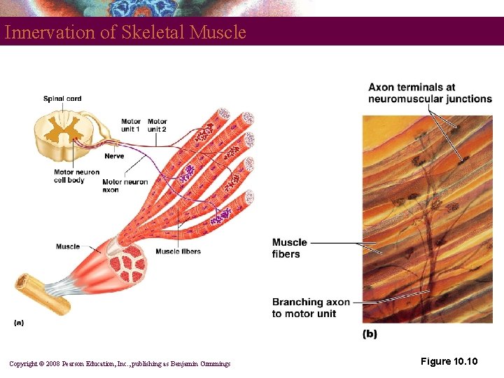 Innervation of Skeletal Muscle Copyright © 2008 Pearson Education, Inc. , publishing as Benjamin