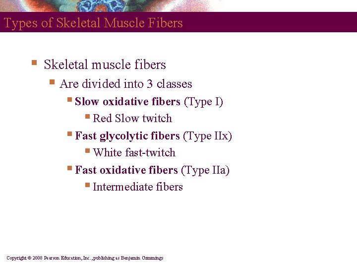 Types of Skeletal Muscle Fibers § Skeletal muscle fibers § Are divided into 3