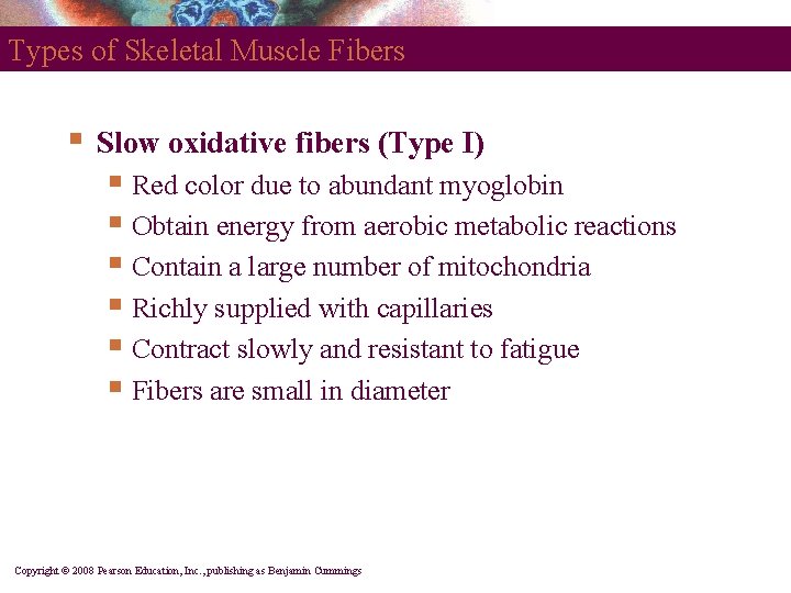 Types of Skeletal Muscle Fibers § Slow oxidative fibers (Type I) § Red color