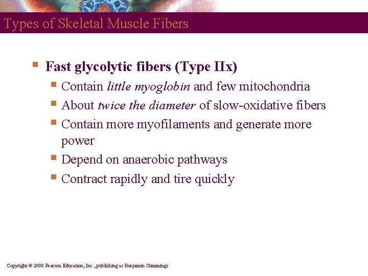 Types of Skeletal Muscle Fibers § Fast glycolytic fibers (Type IIx) § Contain little