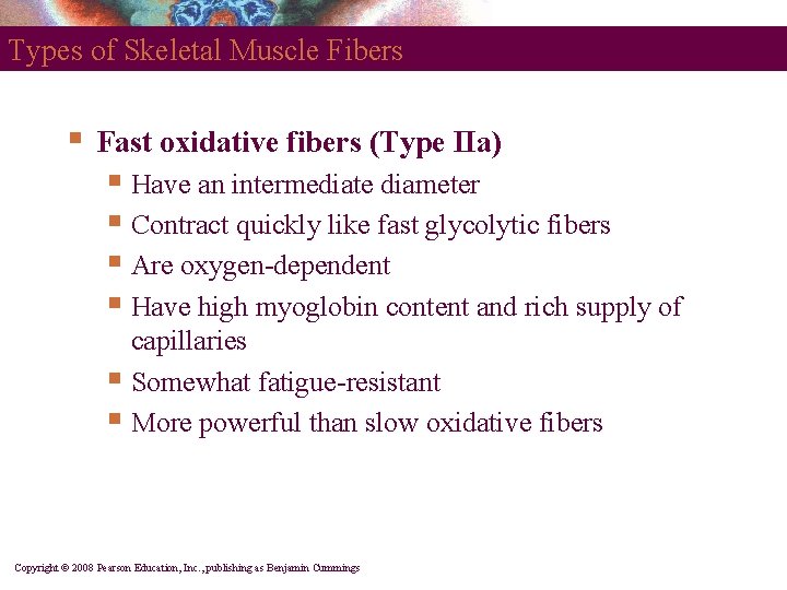 Types of Skeletal Muscle Fibers § Fast oxidative fibers (Type IIa) § Have an