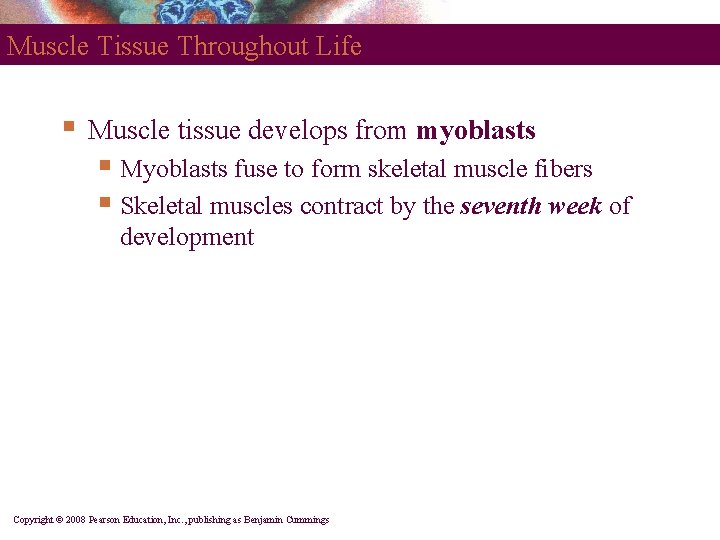 Muscle Tissue Throughout Life § Muscle tissue develops from myoblasts § Myoblasts fuse to