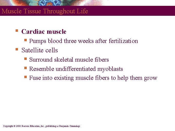 Muscle Tissue Throughout Life § Cardiac muscle § Pumps blood three weeks after fertilization