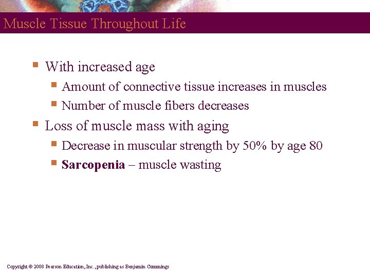 Muscle Tissue Throughout Life § With increased age § Amount of connective tissue increases