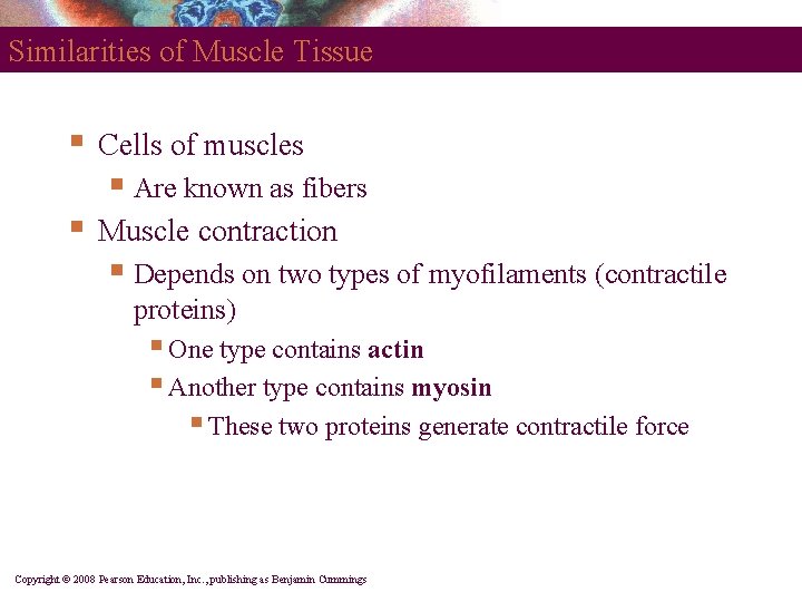 Similarities of Muscle Tissue § Cells of muscles § Are known as fibers §