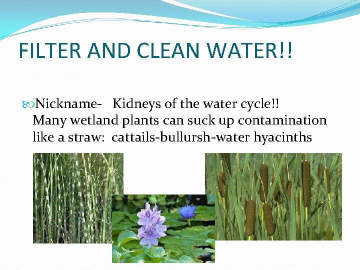 FILTER AND CLEAN WATER!! Nickname- Kidneys of the water cycle!! Many wetland plants can