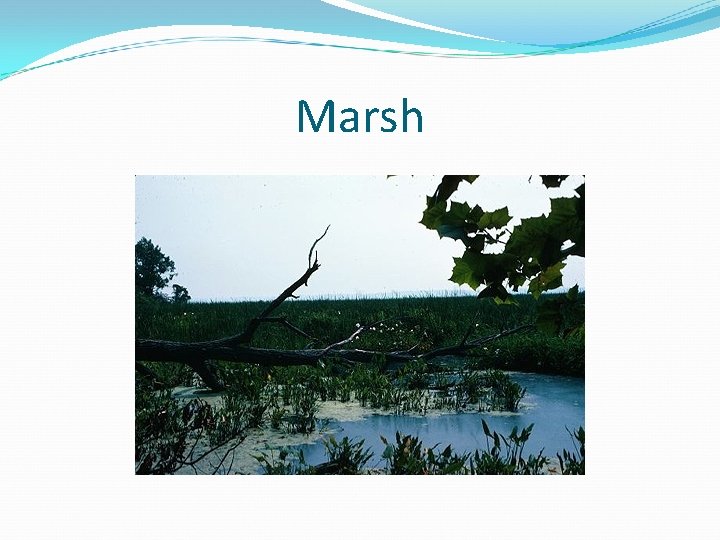 Marsh 
