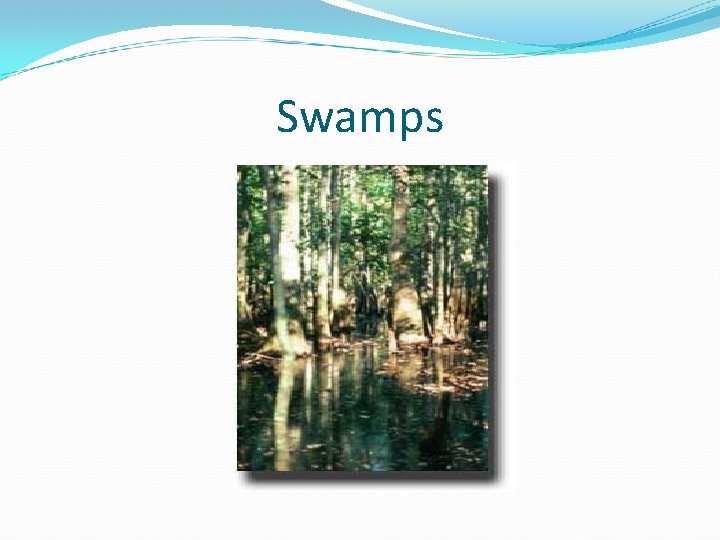 Swamps 