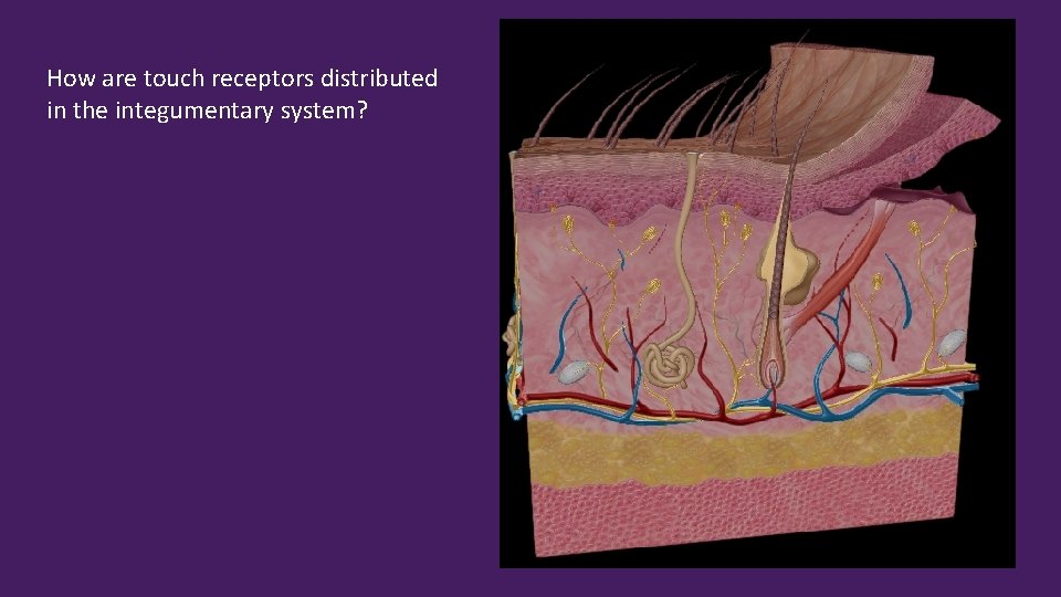 How are touch receptors distributed in the integumentary system? 