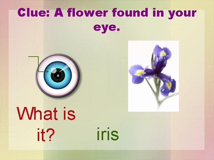Clue: A flower found in your eye. What is it? iris 