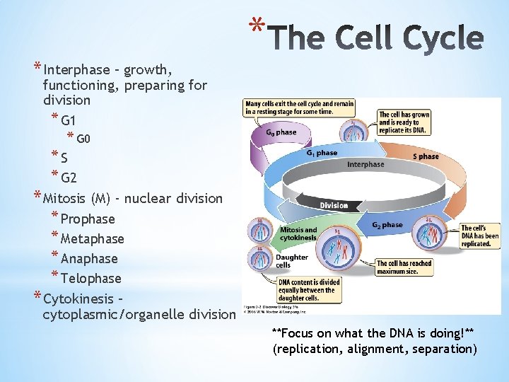 * * Interphase – growth, functioning, preparing for division * G 1 * G