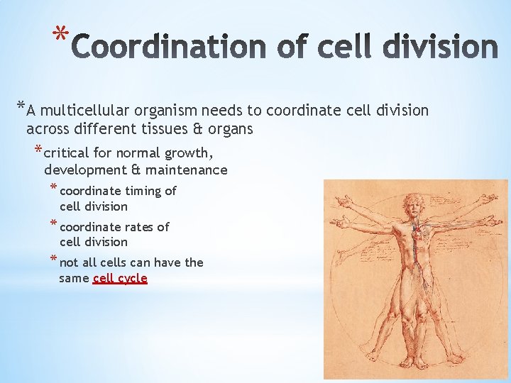 * *A multicellular organism needs to coordinate cell division across different tissues & organs