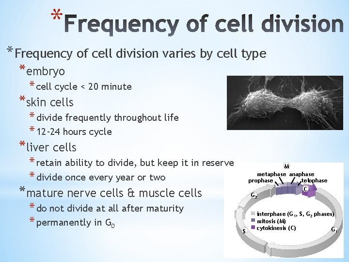 * *Frequency of cell division varies by cell type *embryo * cell cycle <