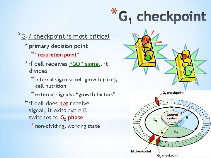 * *G 1/ checkpoint is most critical * primary decision point * “restriction point”