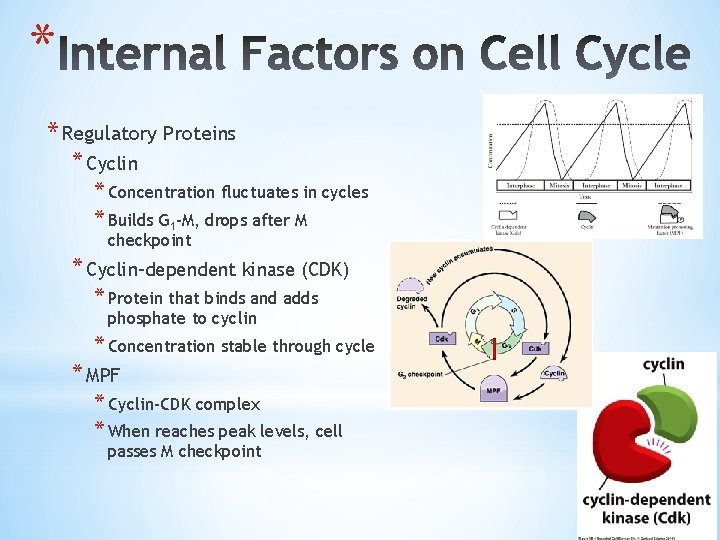 * * Regulatory Proteins * Cyclin * Concentration fluctuates in cycles * Builds G