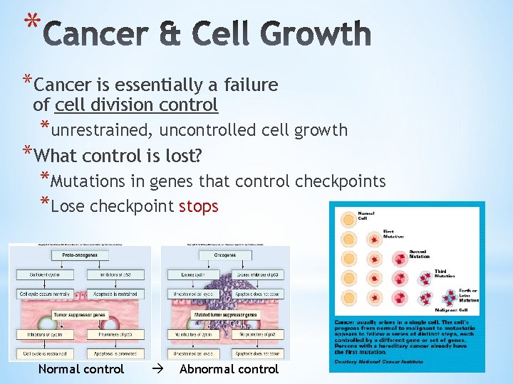 * *Cancer is essentially a failure of cell division control *unrestrained, uncontrolled cell growth