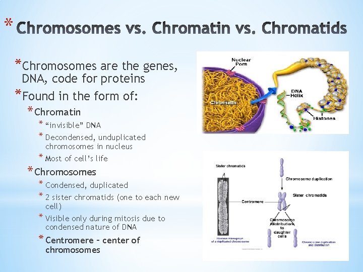 * *Chromosomes are the genes, DNA, code for proteins *Found in the form of: