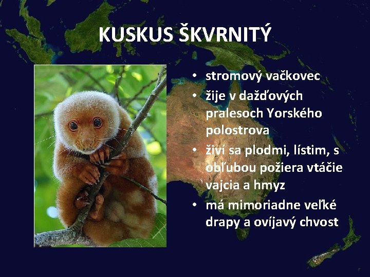 KUSKUS ŠKVRNITÝ • stromový vačkovec • žije v dažďových pralesoch Yorského polostrova • živí