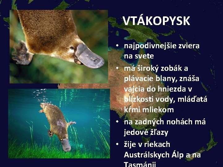 VTÁKOPYSK • najpodivnejšie zviera na svete • má široký zobák a plávacie blany, znáša