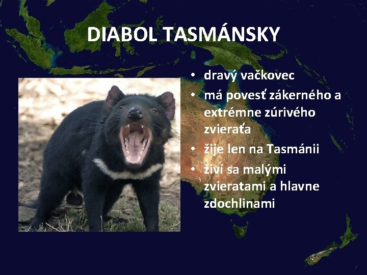 DIABOL TASMÁNSKY • dravý vačkovec • má povesť zákerného a extrémne zúrivého zvieraťa •