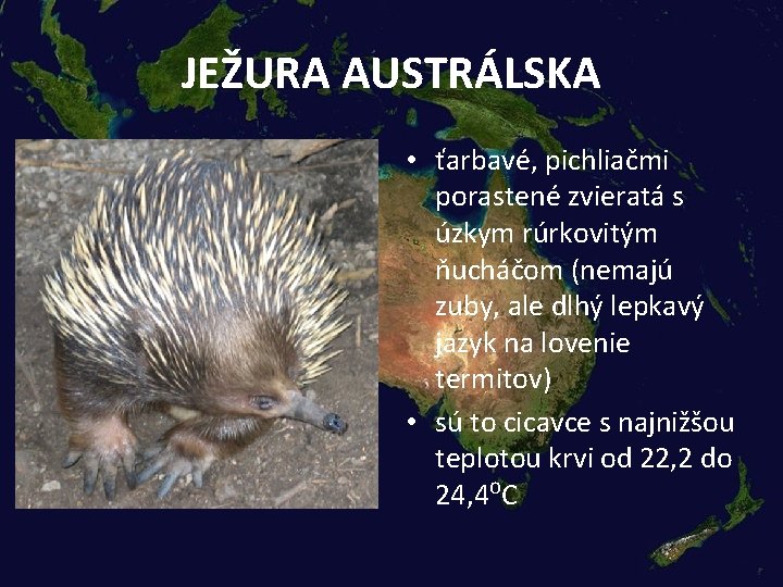 JEŽURA AUSTRÁLSKA • ťarbavé, pichliačmi porastené zvieratá s úzkym rúrkovitým ňucháčom (nemajú zuby, ale