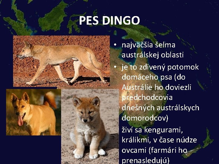 PES DINGO • najväčšia šelma austrálskej oblasti • je to zdivený potomok domáceho psa