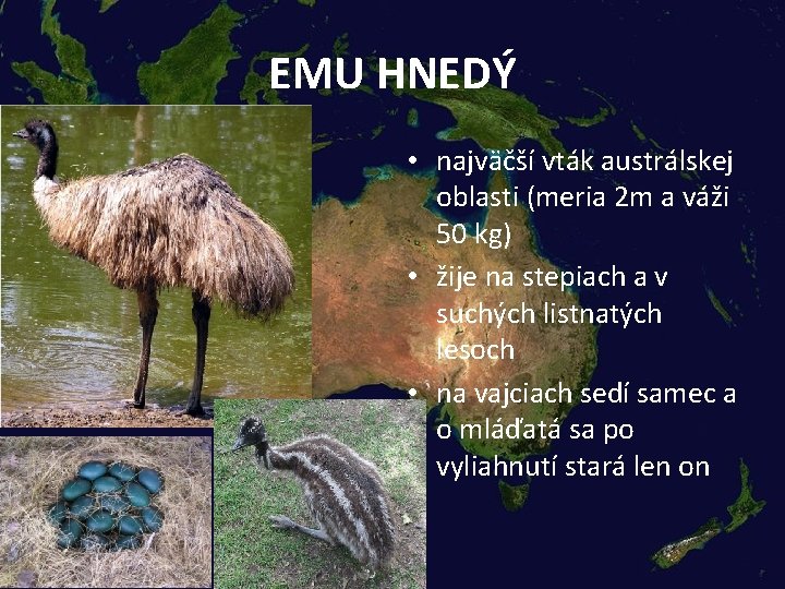 EMU HNEDÝ • najväčší vták austrálskej oblasti (meria 2 m a váži 50 kg)