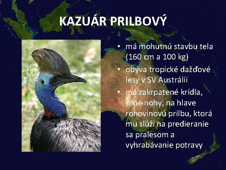 KAZUÁR PRILBOVÝ • má mohutnú stavbu tela (160 cm a 100 kg) • obýva