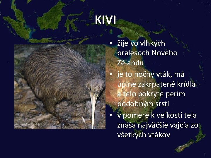 KIVI • žije vo vlhkých pralesoch Nového Zélandu • je to nočný vták, má