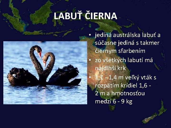 LABUŤ ČIERNA • jediná austrálska labuť a súčasne jediná s takmer čiernym sfarbením •